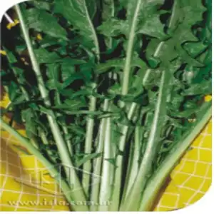 ALMEIRAO CATALONHA SP 10 ENV 10 GR