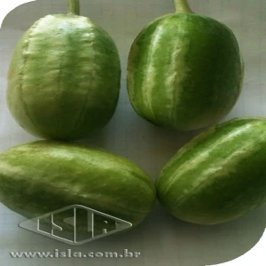 MAXIXE JAIBA LISO SP 10 UN 10 GR