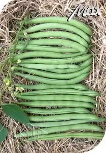 FEIJAO VAGEM XAXA SP 10 UN 6 GR