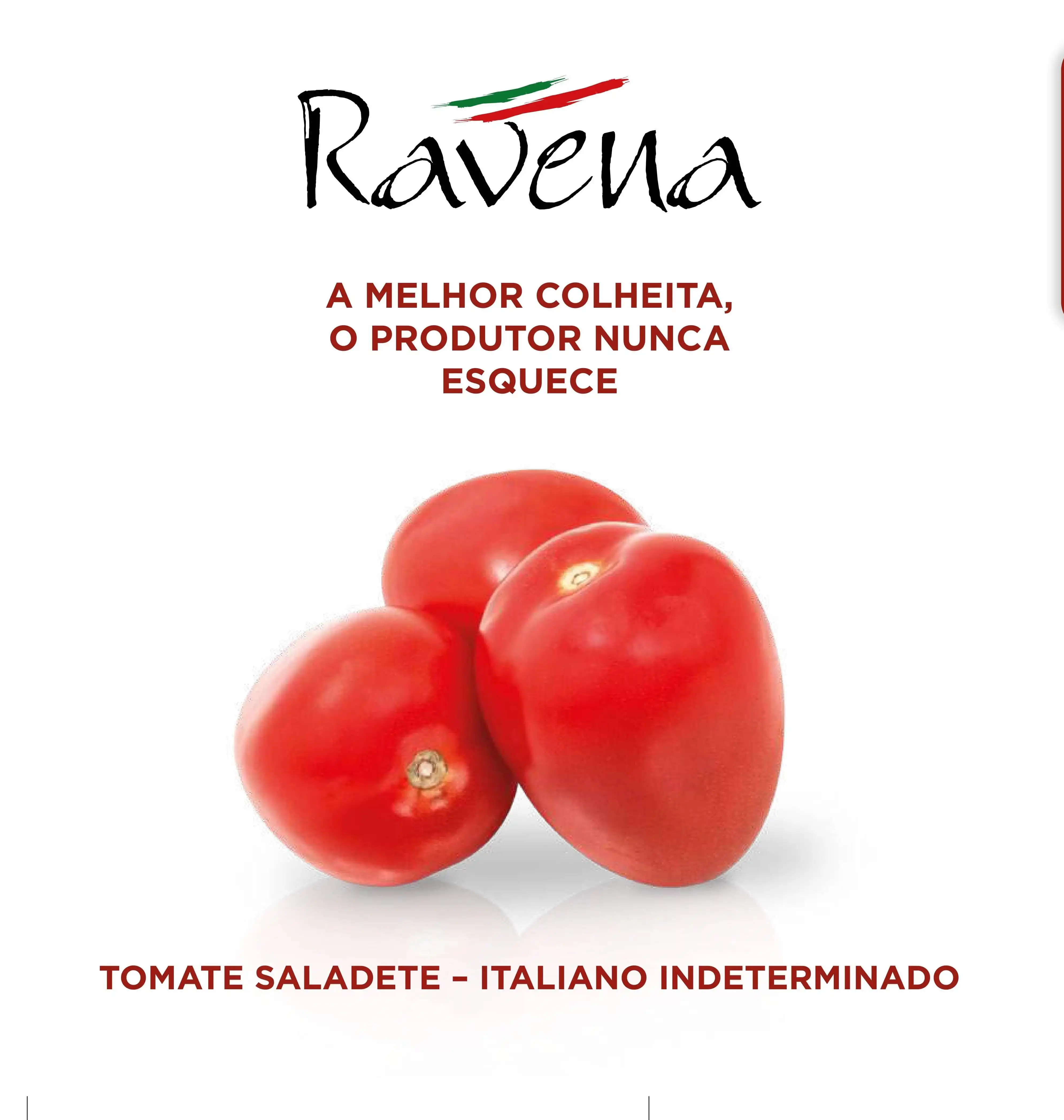 TOMATE RAVENA (HIBRI. 1000 SEM)
