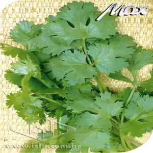 COENTRO VERDAO SUPER 500G P1E ALUM