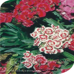 FLOR CRAVINA BARBATUS ALTA DOB. SORT 20 ENV. 0,3 GR
