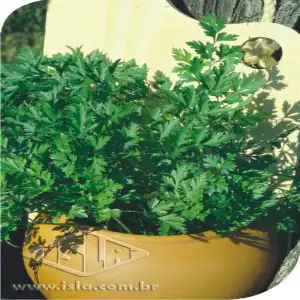 SALSA LISA PCTE ALUM 100 GR  (PRO) R