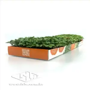 KIT MICROVERDES COUVE E MOSTARDA