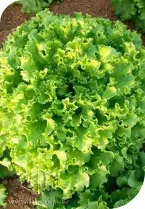 ALFACE MOANA SP 10 ENV 2,5 GR