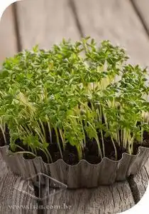 MICROVERDES AGRIAO RAVI PCT ALUM. 100 GR (PRO)