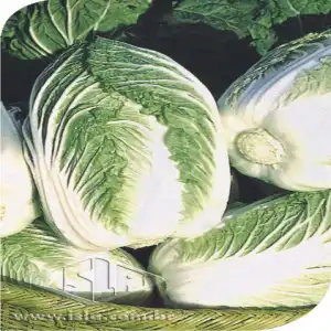 COUVE CHINESA PE-TSAI SP 10 UN 10 GR  R