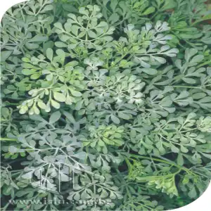 ARRUDA MT 20 ENV. 0,25 GR RO