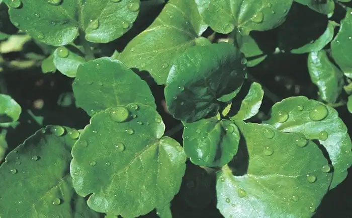 AGRIAO GIGANTE REDONDO (STAND-UP 100 Gr)