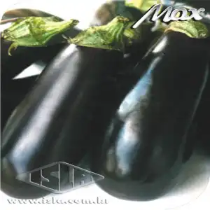 BERINJELA HIB CIÇA SP 10 UN 0,300 MG