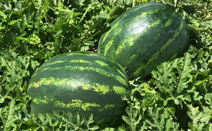 MELANCIA GALAPAGOS (HIB. STAND-UP 1000 SEM)