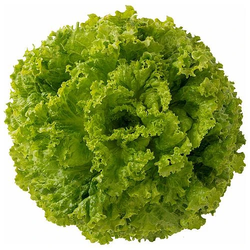 ALFACE CRESPA ISADORA AF 5542 SP-SDA 10 UN 2,5 G