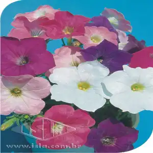 FLOR PETUNIA HIB SORTIDA 20 ENV. 0,1 GR