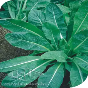 ALMEIRAO VDE SPADONA SP 10 UN 10 GR