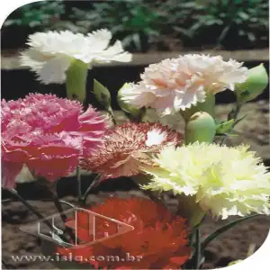 FLOR CRAVO GIG. DOB. SORTIDO 20 ENV. 0,1 GR