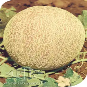 MELAO MEL RENDADO 10 UN 5G