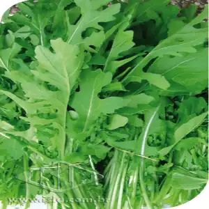 RUCULA ROKITA SP 10 UN 4 GR