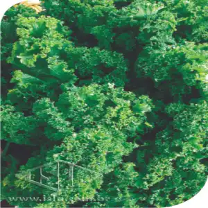 MOSTARDA CRESPA SP 10 UN 10 GR