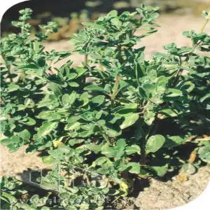 MANJERONA VERDADEIRA MT 20 ENV 0,1 GR