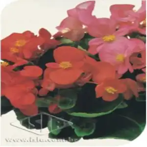 FLOR BEGONIA SEMPLERFLORENS SP 10 ENV. 0,05 GR