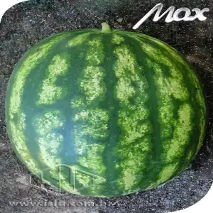 MELANCIA CRIMSON SUPER SP 10 UN 5 GR