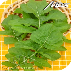 RUCULA DONATELLA FOLHA LARGA SP 10 UN 8 GR