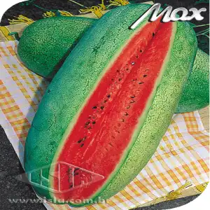 MELANCIA CHARLESTON  GRAY PCT ALUM 100G