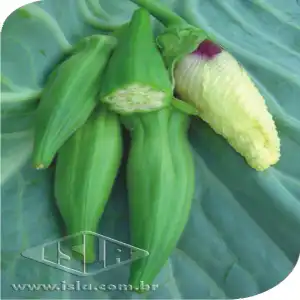 QUIABO CLEMSON AMERICANO SP 10 UN 10 GR