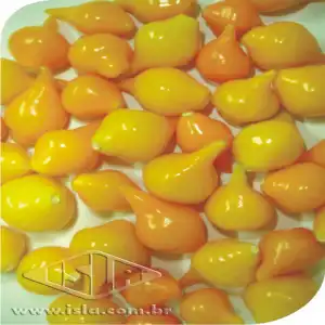 PIMENTA AIRETEMA BIQUINHO AMARELA 10 UN 3 GR